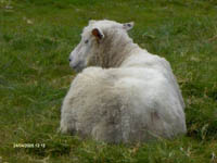 Mouton irlandais